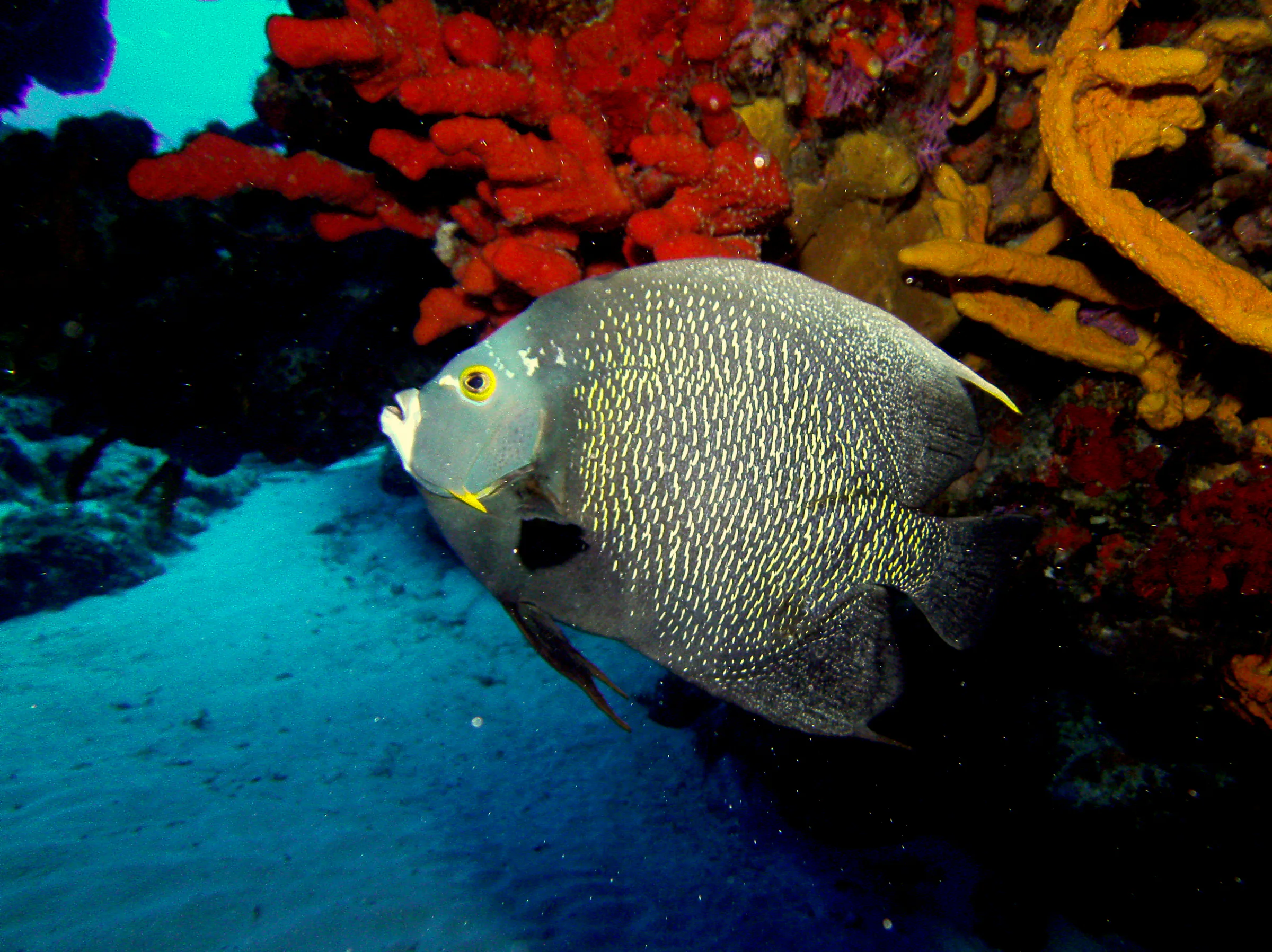 French Angelfish. See Gerald Allen, et al, Reef Fish Identification - Tropical Pacific (2003) at page 36.