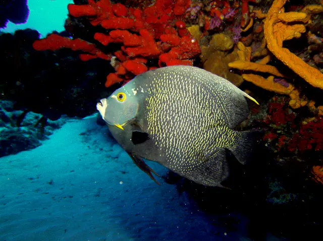 French Angelfish. See Gerald Allen, et al, Reef Fish Identification - Tropical Pacific (2003) at page 36.