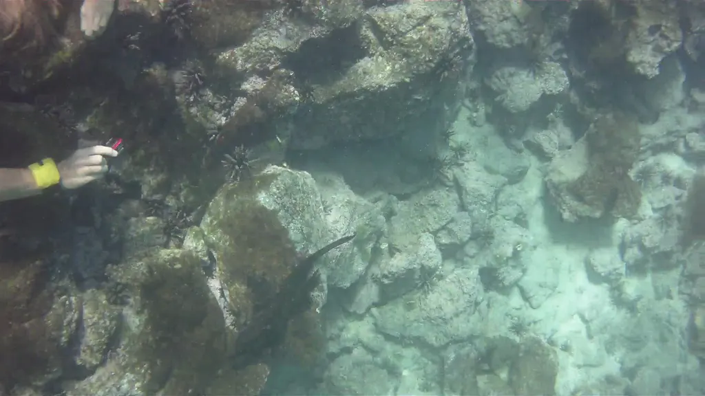 Video of a marine iguana swimming and feeding at about 6' depth. I took this video with my Intova Sport Pro HD, a camera similar to the Go Pro.  2 minute video.