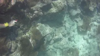 Video of a marine iguana swimming and feeding at about 6' depth. I took this video with my Intova Sport Pro HD, a camera similar to the Go Pro.  2 minute video.