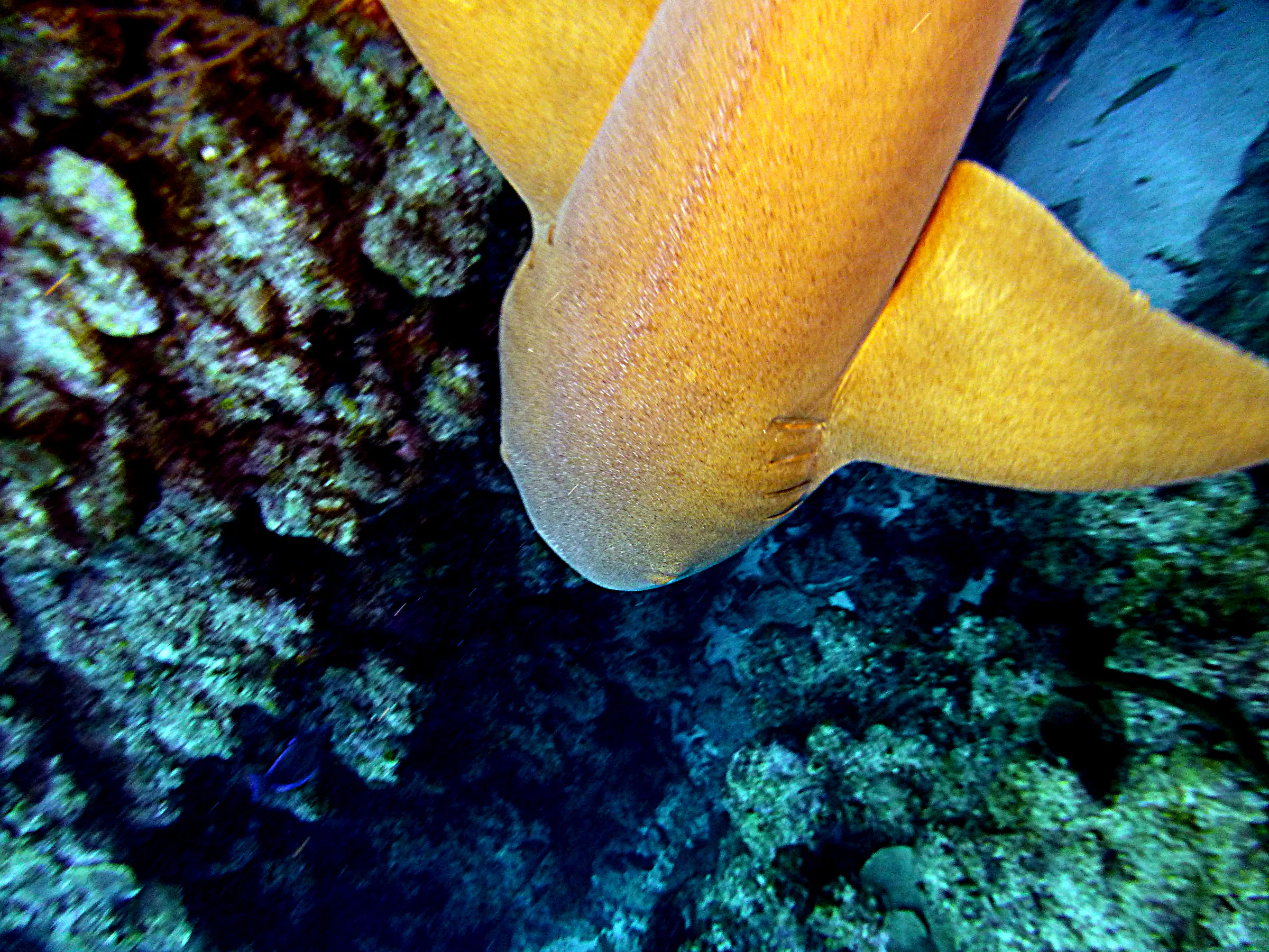 Nurse Shark, Belize, 2017