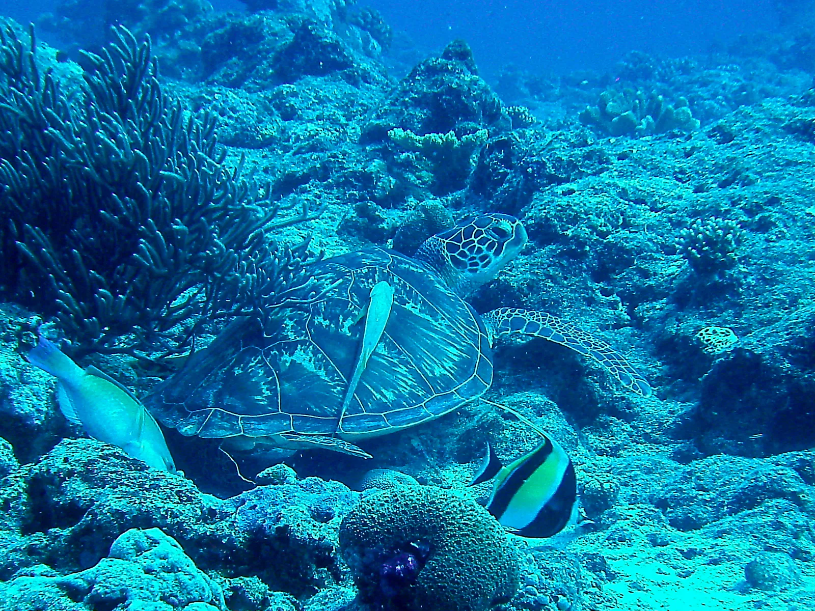 Green sea turtle with a remora hitching a ride on its shell.