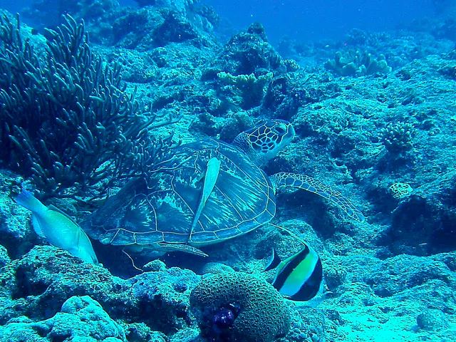 Green sea turtle with a remora hitching a ride on its shell.
