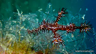 Underwater photograph by Joel Bergsma