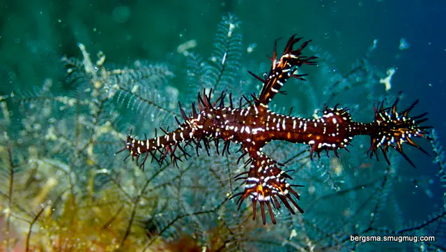 Underwater photograph by Joel Bergsma