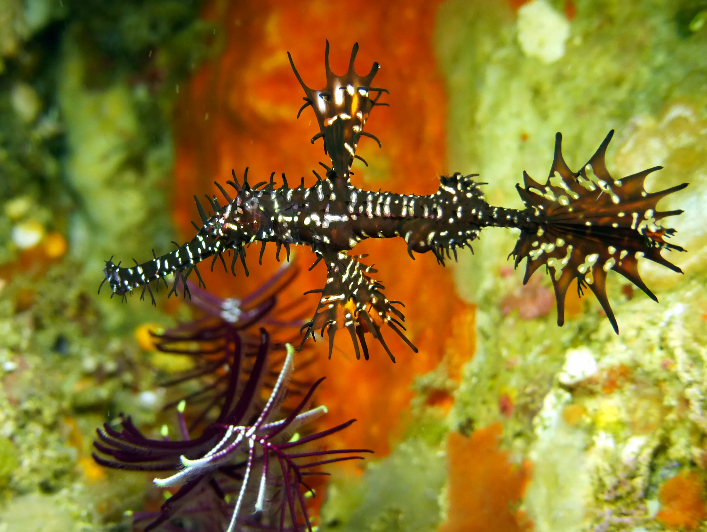 Ornate Ghost Pipefish. Gerald Allen, et al, Reef Fish Identification - Tropical Pacific (2003), page 423.