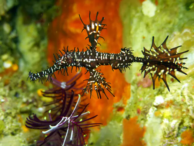Ornate Ghost Pipefish.  Gerald Allen, et al, Reef Fish Identification - Tropical Pacific (2003), page 423.