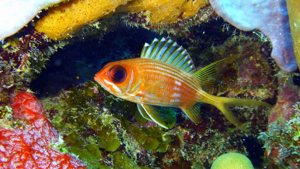 Underwater photograph by Joel Bergsma