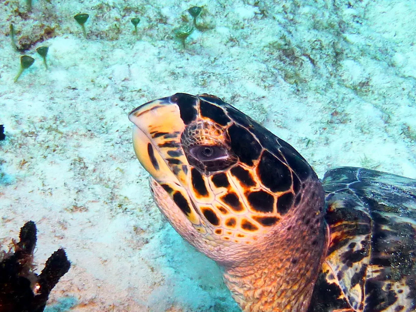 Turtle, Cozumel, 2013