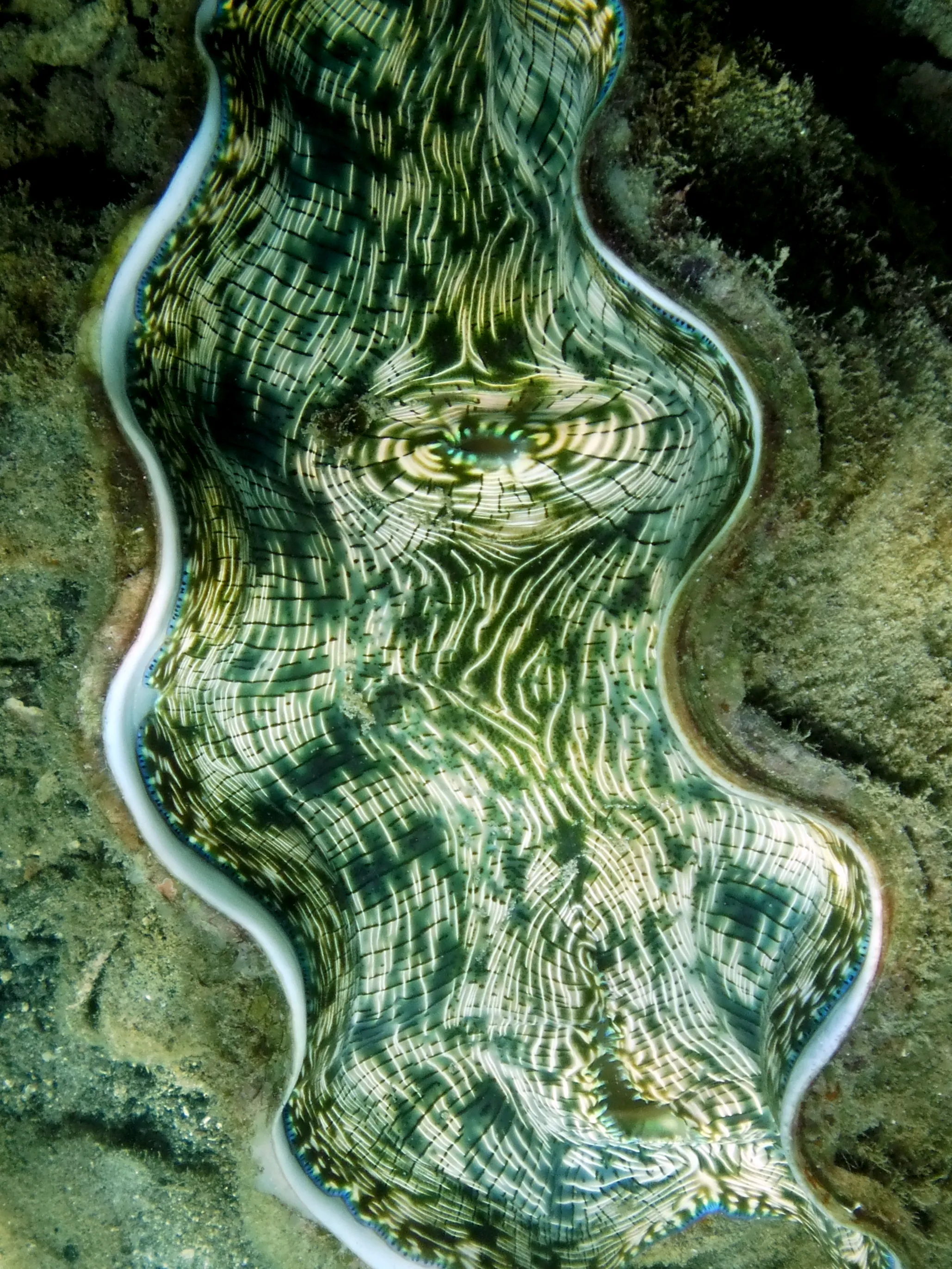 A green clam with an intense pattern found along Sam's Wall.
