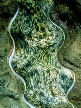 A green clam with an intense pattern found along Sam's Wall.