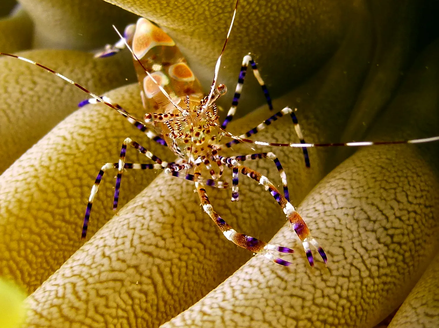 Squat Anemone Shrimp, Cozumel, 2014