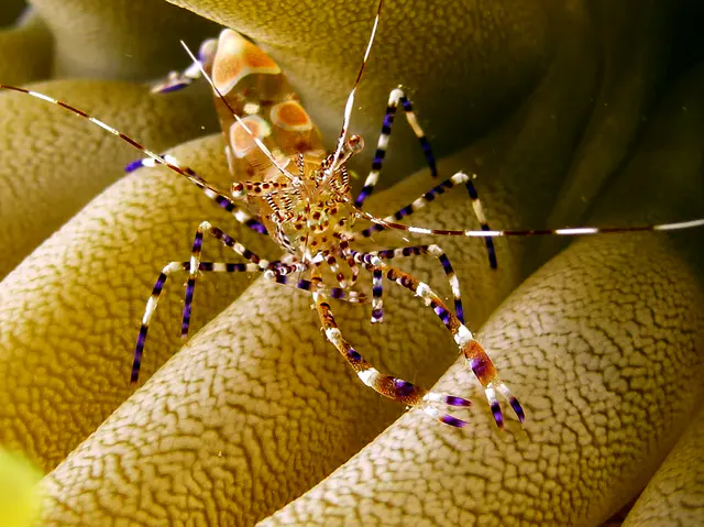 Underwater photograph by Joel Bergsma