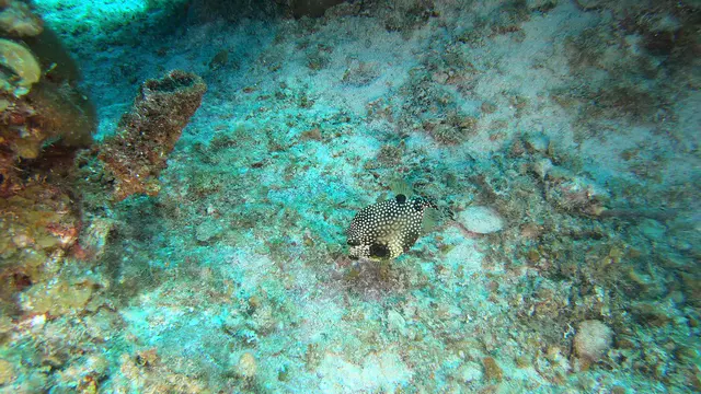 Underwater photograph by Joel Bergsma