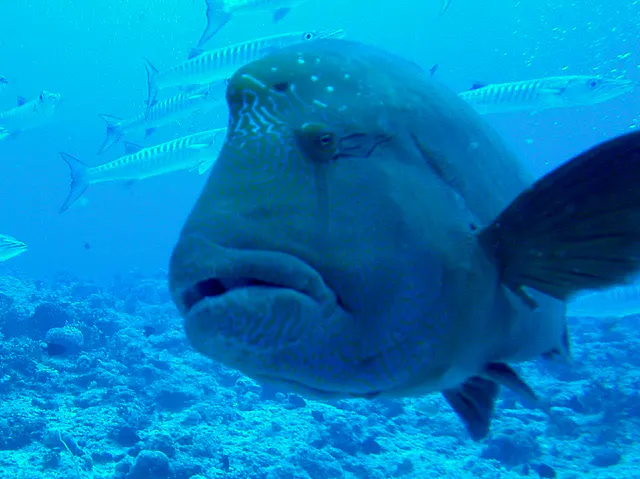 Napoleon Wrasse aka Humphead Wrasse. See Gerald Allen, et al, Reef Fish Identification - Tropical Pacific (2003) at page 193.