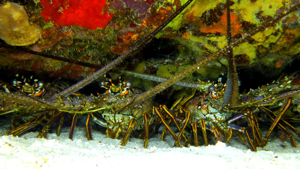 Underwater photograph by Joel Bergsma