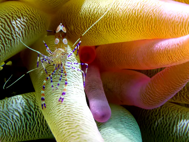 Underwater photograph by Joel Bergsma