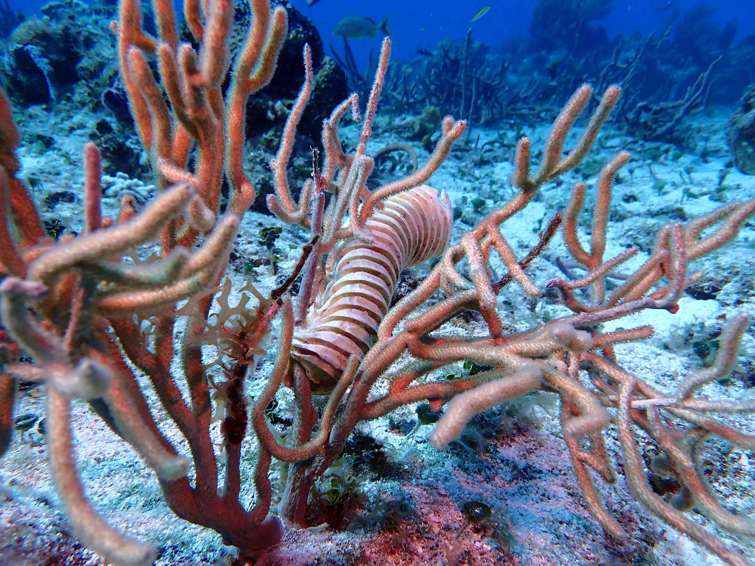 Cozumel underwater photograph, 2023