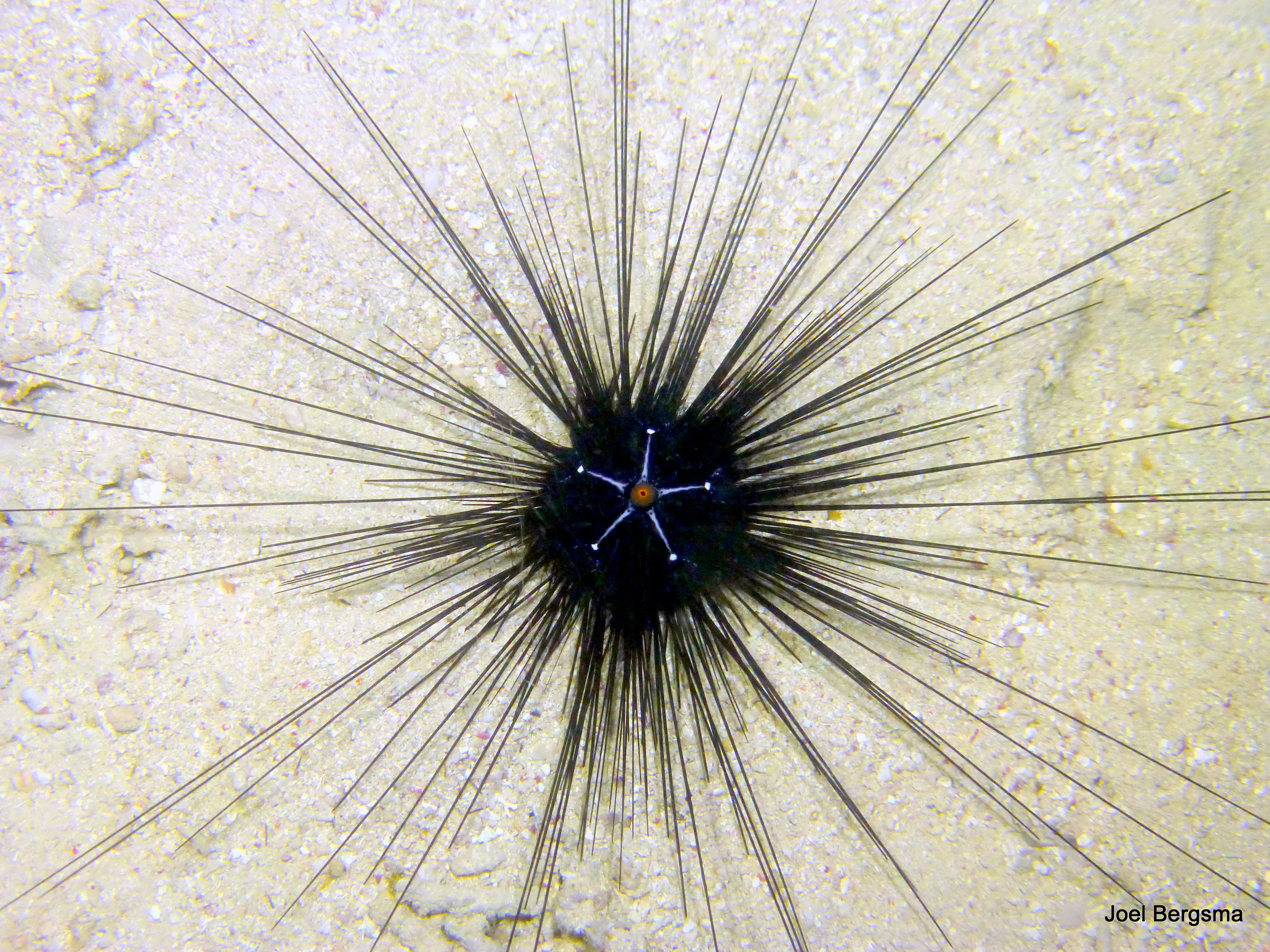 Urchin, Philippines, 2017