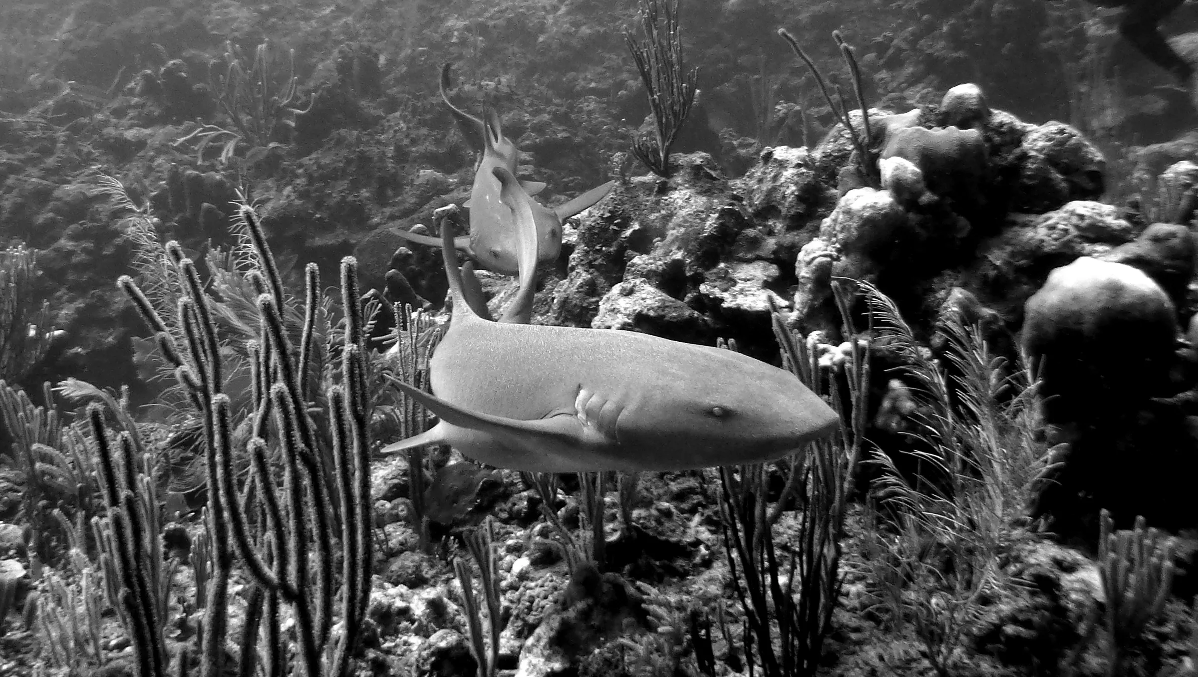 Nurse Shark, Belize, 2017