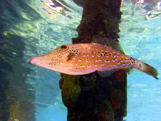 Underwater photograph by Joel Bergsma