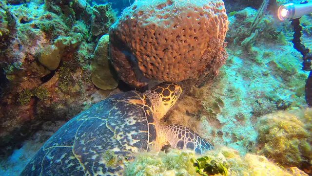 Hawksbill Turtle feeds on sponge