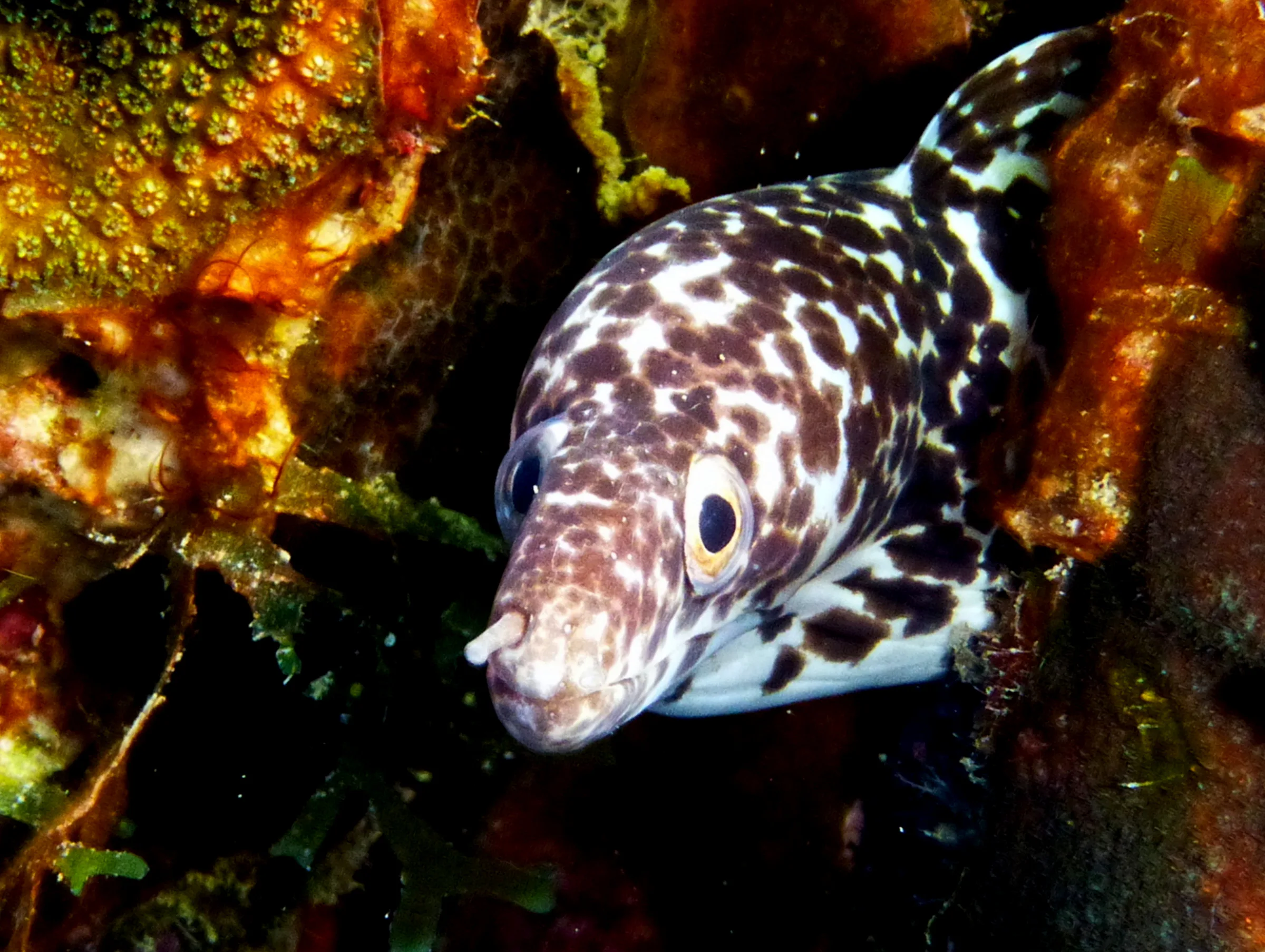 Spotted Moray Eel, Bonaire, 2013