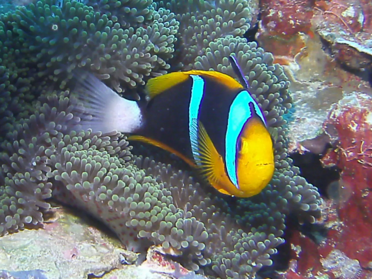 Orange-finned Anemonefish. See Gerald Allen, et al, Reef Fish Identification - Tropical Pacific (2003) at page 64.