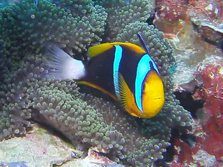 Orange-finned Anemonefish. See Gerald Allen, et al, Reef Fish Identification - Tropical Pacific (2003) at page 64.