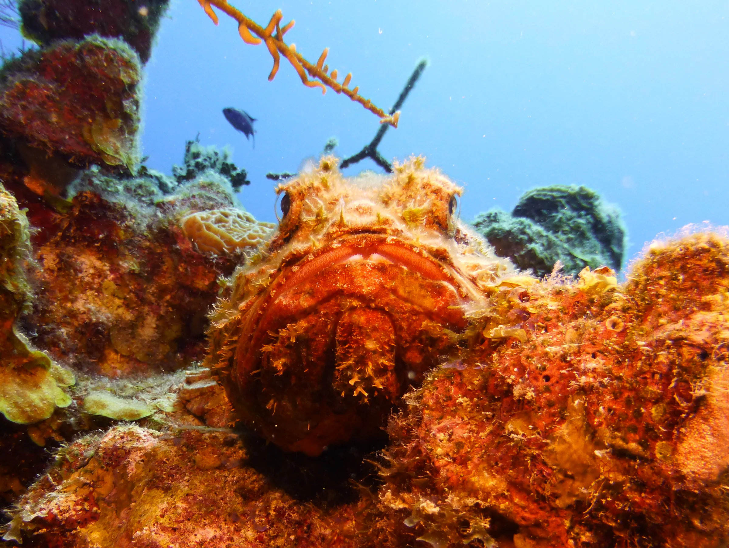 Scorpionfish, Belize, 2017