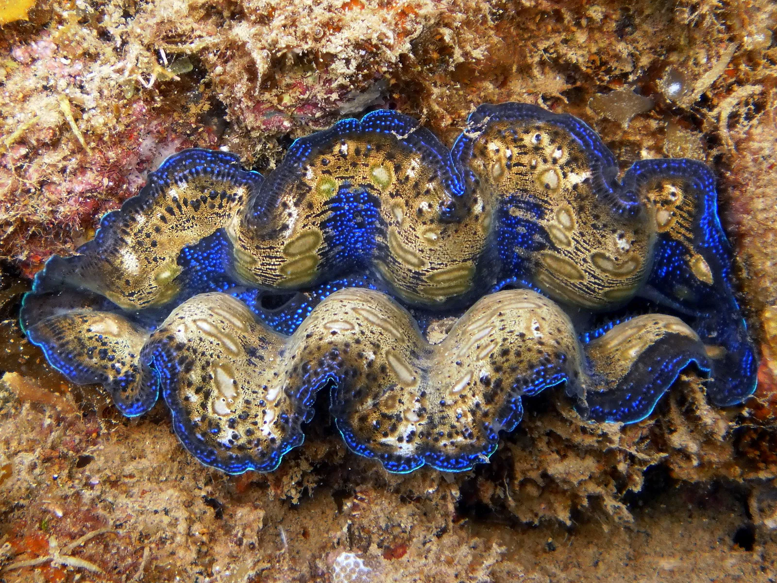 A beautiful Boring Giant Clam.  These clams "burrow deep into cracks in reefs" and are the smallest of the Giant Clams.     See Paul Humann, et al, Reef Creature Identification - Tropical Pacific (2010) at page 390.