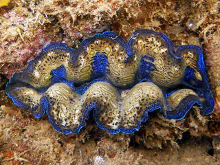 A beautiful Boring Giant Clam.  These clams "burrow deep into cracks in reefs" and are the smallest of the Giant Clams.     See Paul Humann, et al, Reef Creature Identification - Tropical Pacific (2010) at page 390.
