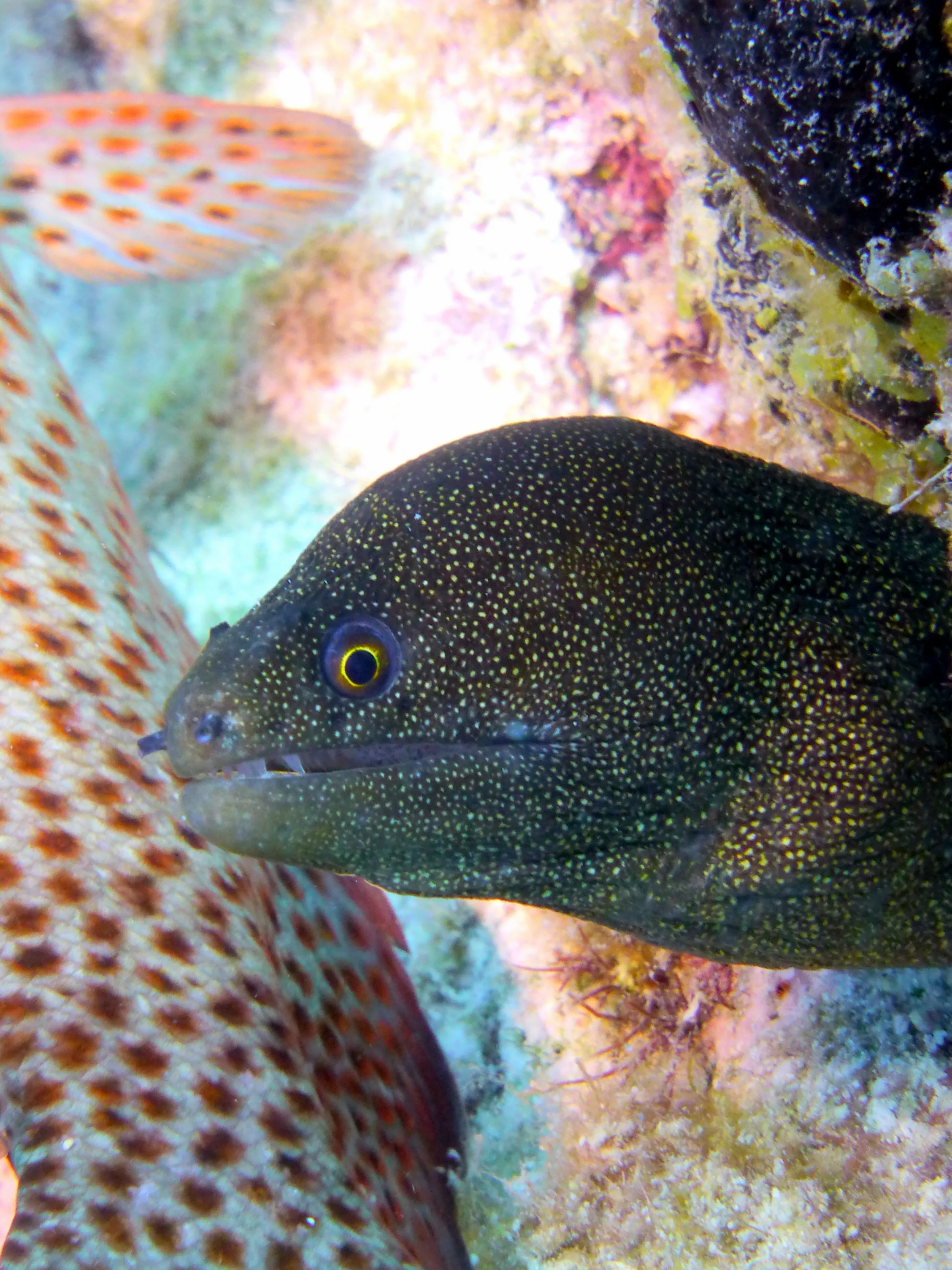 Goldentail Moray Eel, Bonaire, 2013