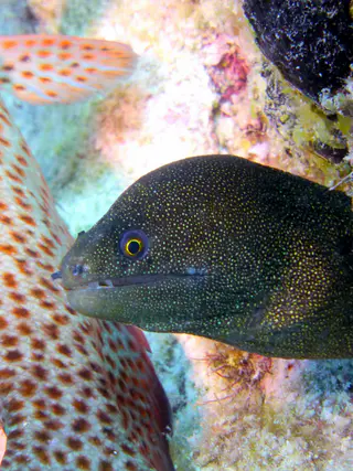 Underwater photograph by Joel Bergsma