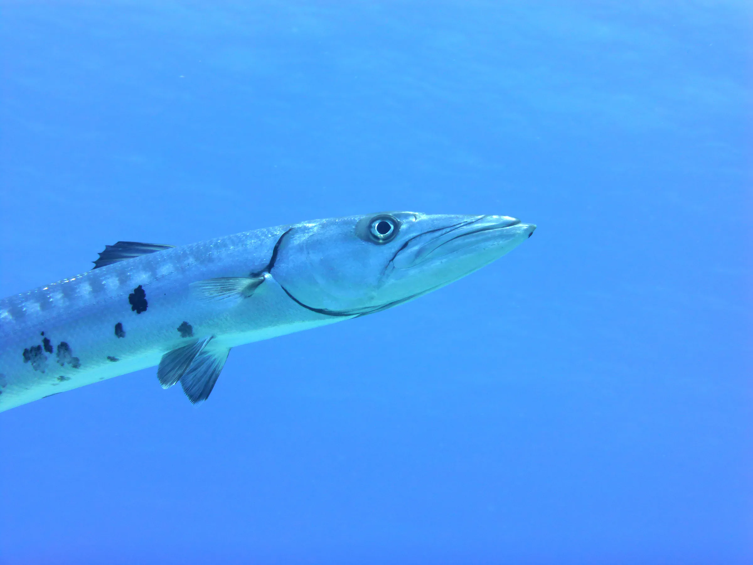 Barracuda, Cozumel, 2014