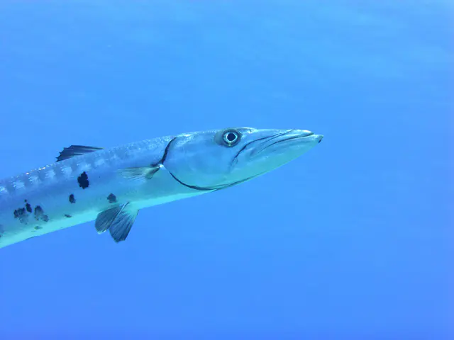 Underwater photograph by Joel Bergsma