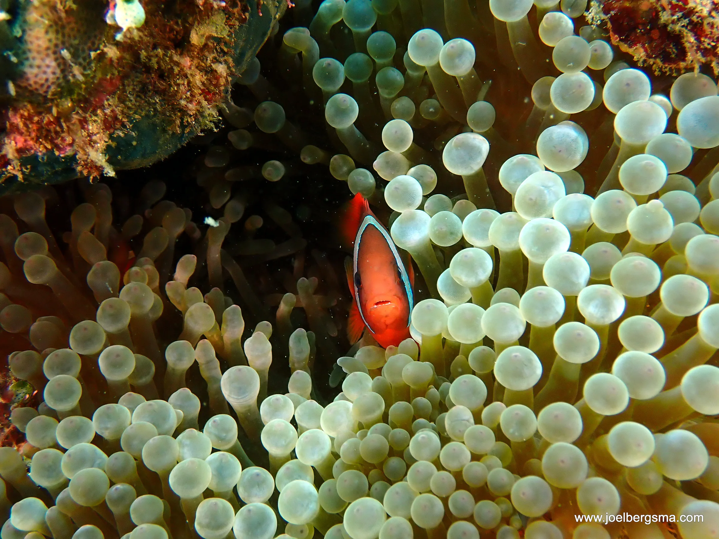 Philippines underwater photograph, 2022