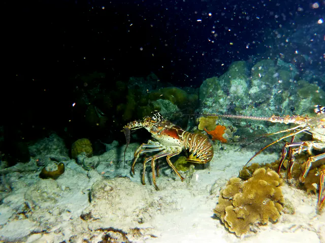 Underwater photograph by Joel Bergsma