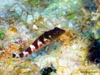 Underwater photograph by Joel Bergsma