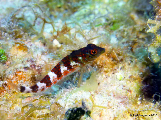 Underwater photograph by Joel Bergsma