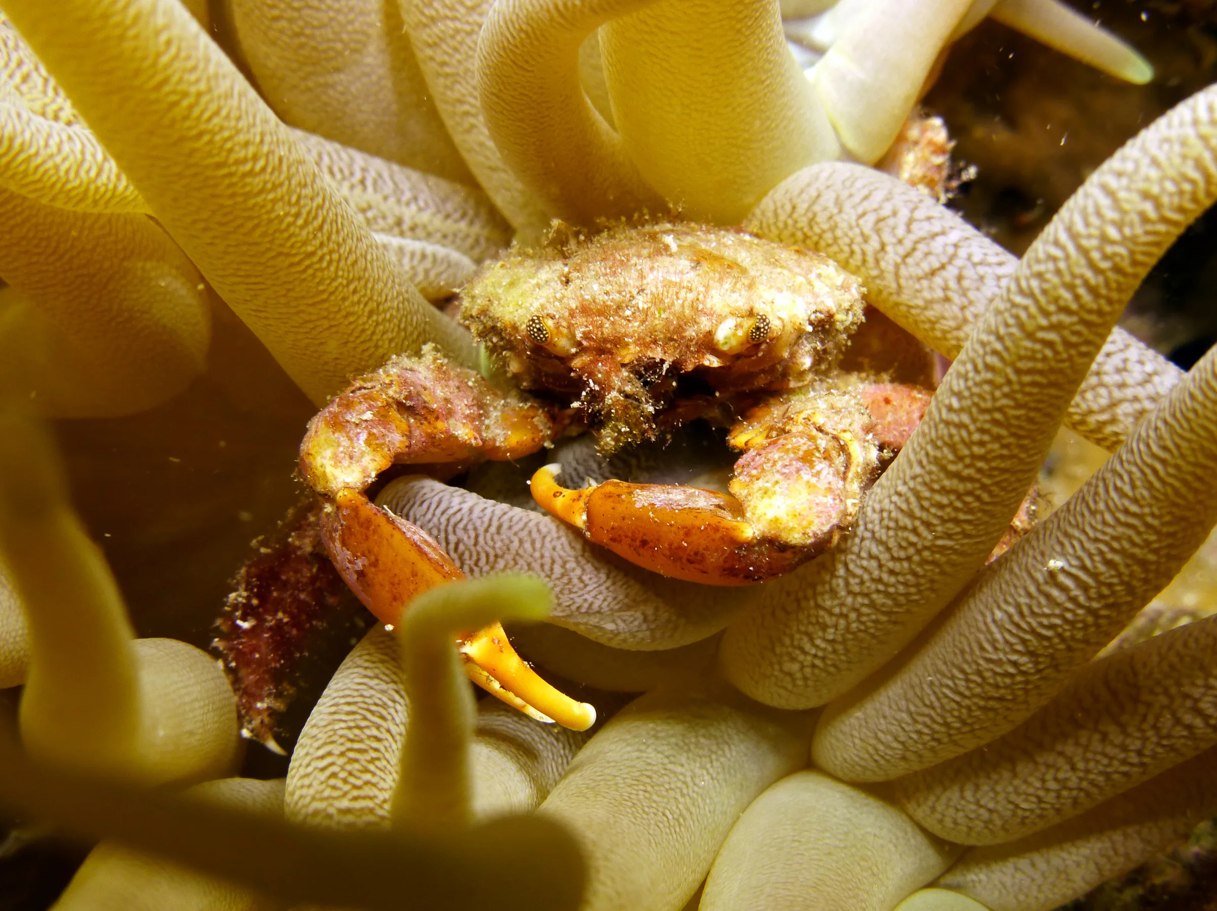 Crab, Cozumel, 2014