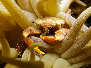 Underwater photograph by Joel Bergsma