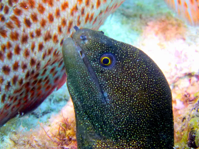 Underwater photograph by Joel Bergsma