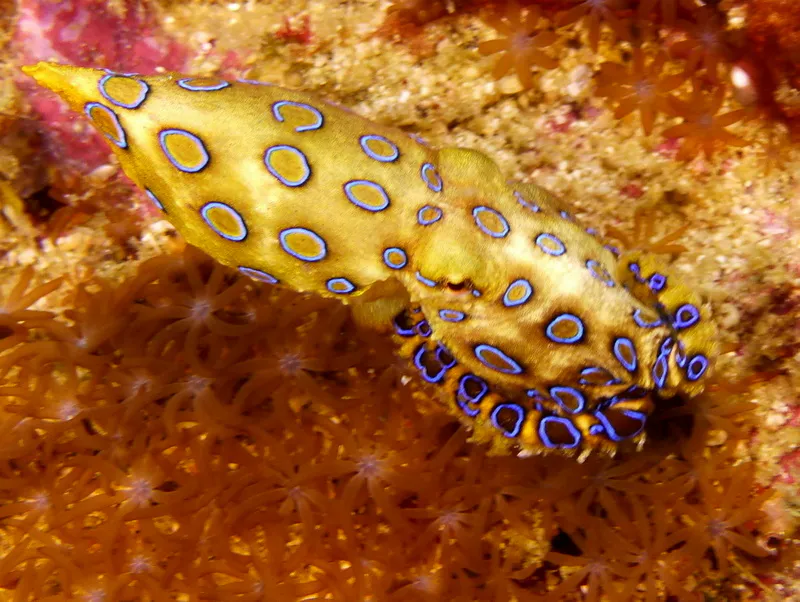 Philippines underwater photograph, 2015