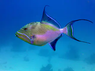 Underwater photograph by Joel Bergsma
