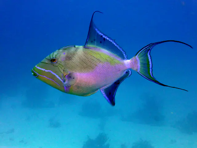 Underwater photograph by Joel Bergsma