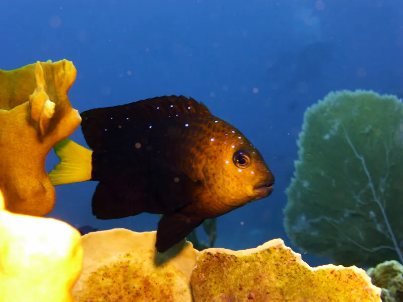 Yellowtail Damselfish, Cayman Islands, 2014