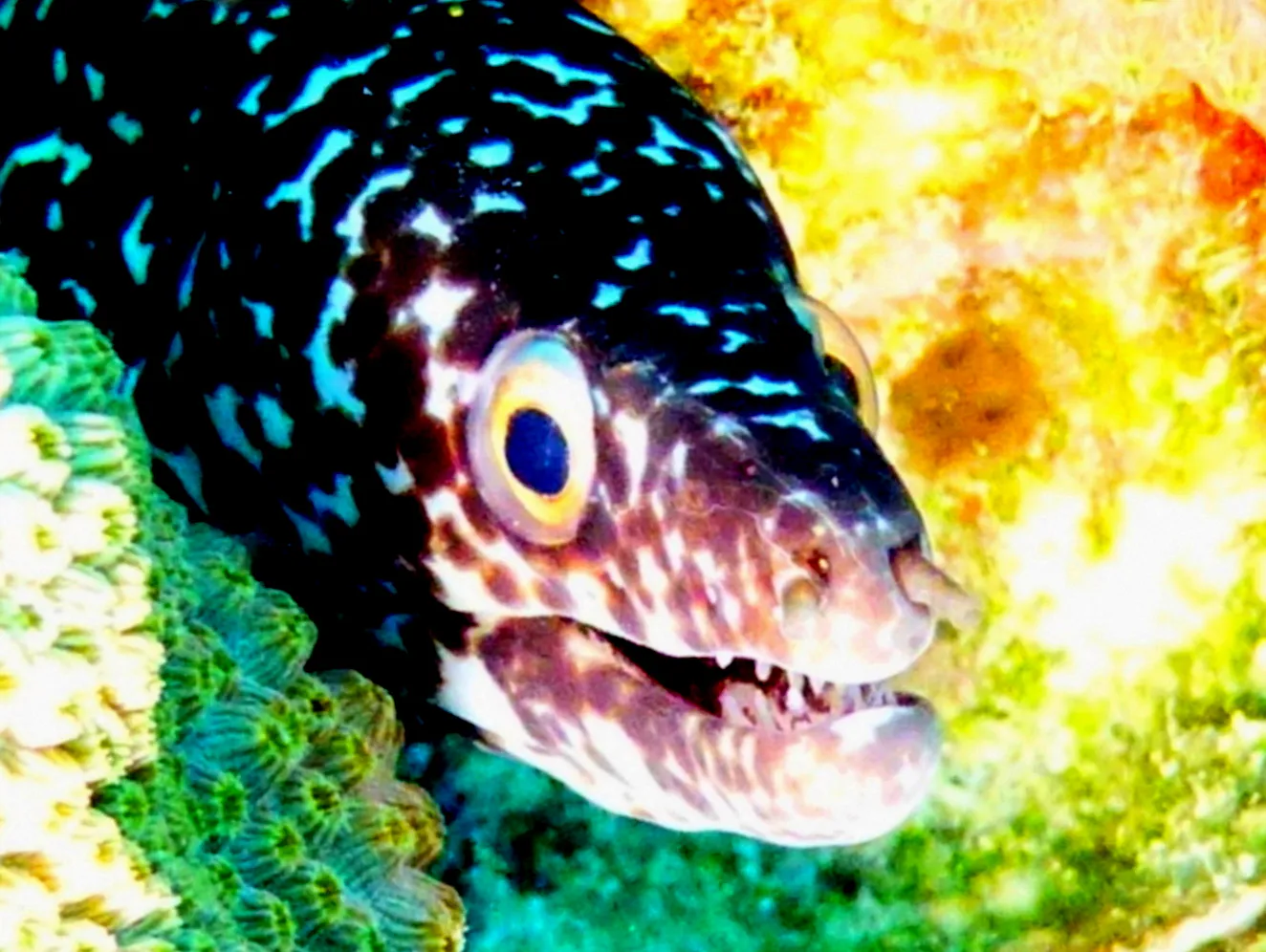 Spotted Moray Eel, Bonaire, 2013