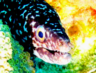 Underwater photograph by Joel Bergsma