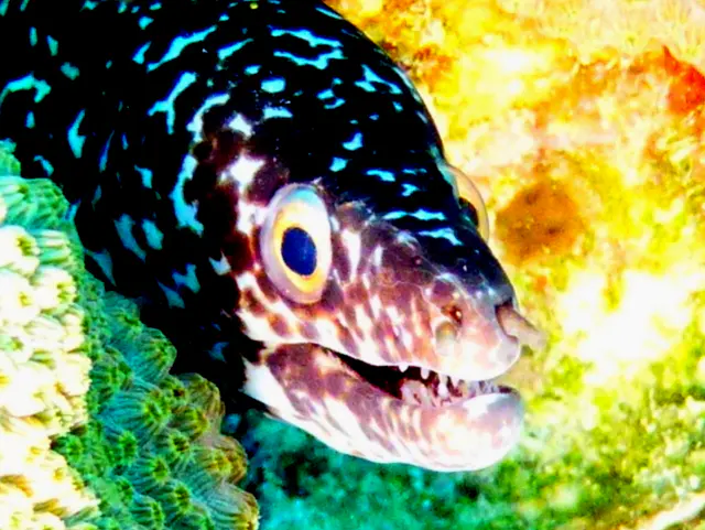 Underwater photograph by Joel Bergsma